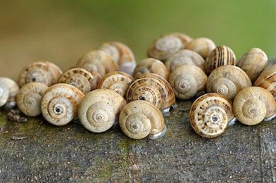 《滑板4》为免费游戏 官方命名为《Skate》